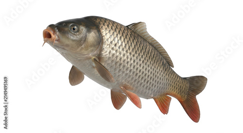 Common Carp Fish Isolated on White Background, Aquatic Life