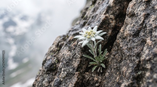 Iconic Edelweiss flower growing robustly from a textured mountain rock face, beautifully contrasted against a soft-focus, misty Alpine background, embodying resilience and rare beauty.