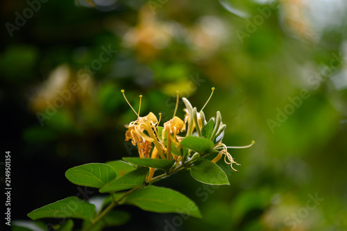 Фотография Japanese honeysuckle Lonicera japonica close up of highly fragrant flowers