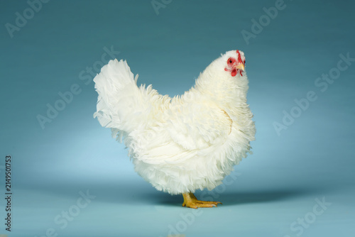 Canvastavla Frizzle Female white Chicken On A Blue Background