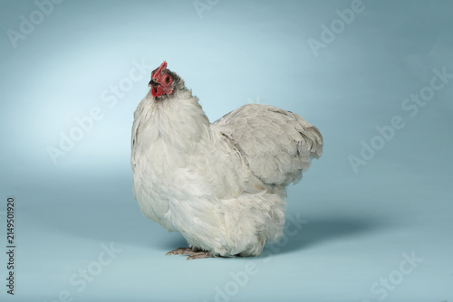 Принти на полотні Orpington Bantam Lavender Female Chicken