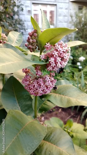 Pink flowers blooming on green leaves in garden setting  