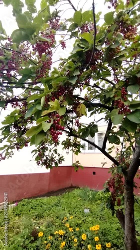 Grape vine with ripe clusters growing near the house in summer  