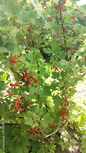 Red currant berries growing on a bush surrounded by green leaves  