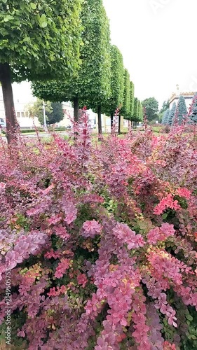 Pink flowering bushes with trimmed trees in park landscape  