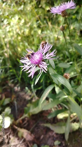 Purple flower with bees collecting nectar in a natural garden  