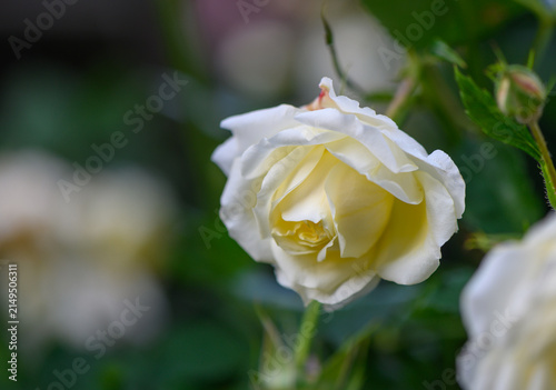 Cuadro en lienzo White rose resembling Iceberg floribunda with numerous double blooms and cluster