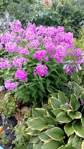 Vibrant pink flowers blooming in a lush garden setting  