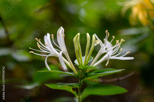 Japanese honeysuckle Lonicera japonica fast growing woody vine close up of highly fragrant flowers