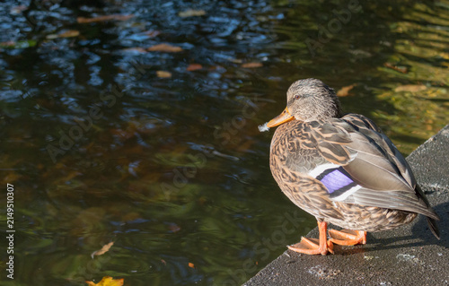 Mallard duck, Anas platyrhynchos, standing at a pond