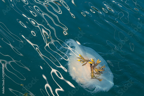 Fried egg jellyfish or egg-yolk jellyfish, Phacellophora camtschatica, near Vancouver Island, BC