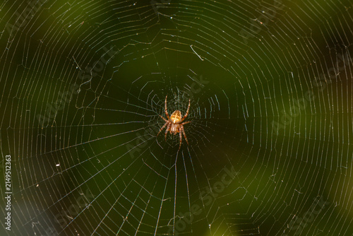 Konstfotografi Delicate web spun by a spider glistens as morning dew captures the first light i