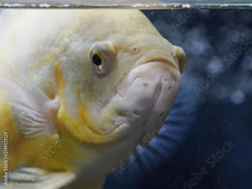 Canvas Print Close-up of the head of an albino Oscar fish underwater.