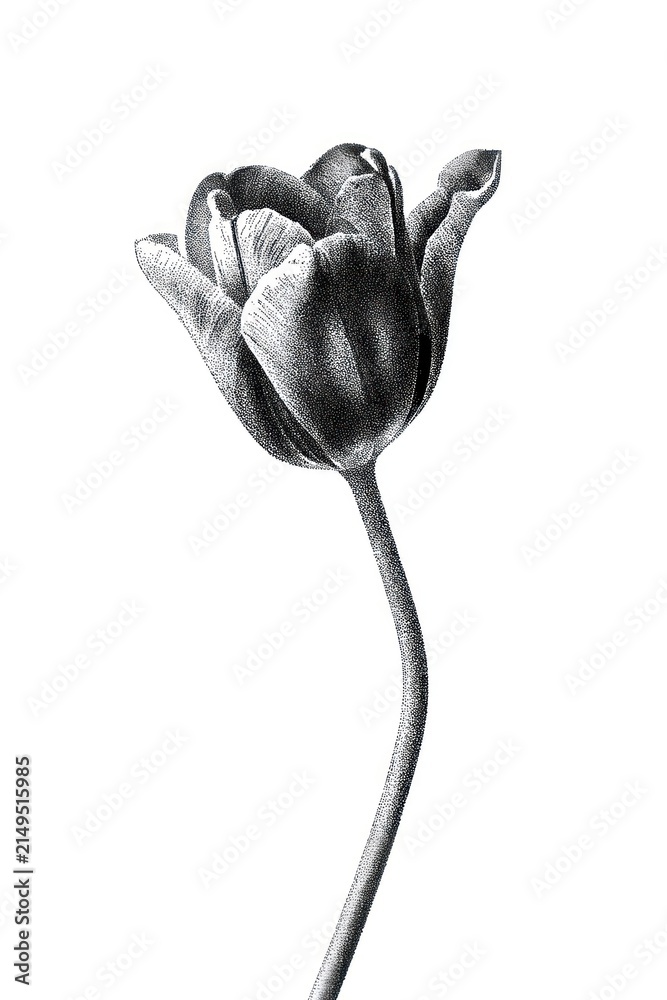 Naklejka premium Detailed monochrome tulip illustration on white background.