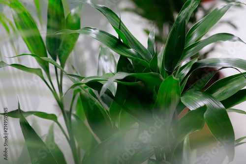 Obraz na płótnie Closeup of lush green leaves of a lucky bamboo plant in a home interior