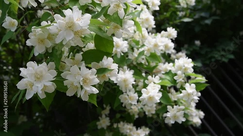  beautiful bright jasmine blossoming at cloudy day. macro floral background