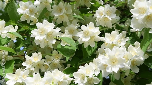  beautiful bright jasmine blossoming at sunny day. macro floral background