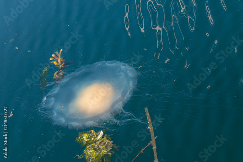 Egg-yolk jellyfish or fried egg jelly, Phacellophora camtschatica, near Vancouver Island, BC