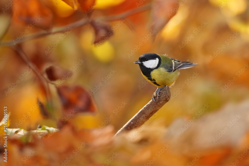 Naklejka premium A great tit in a colorful autumn forest. Parus major. A colorful titmouse in the nature habitat.
