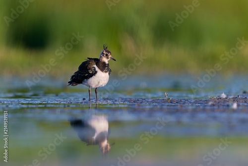 Vanellus vanellus. A Northern lapwing in the nature. A peewit looks for food in the mud at the edge of the pond