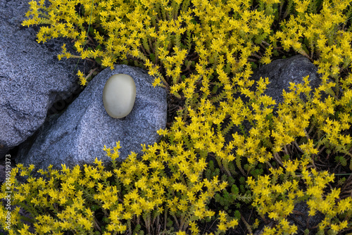 Photography Glowing plastic garden stone on a natural stone with yellow sedum flowers surrounding it