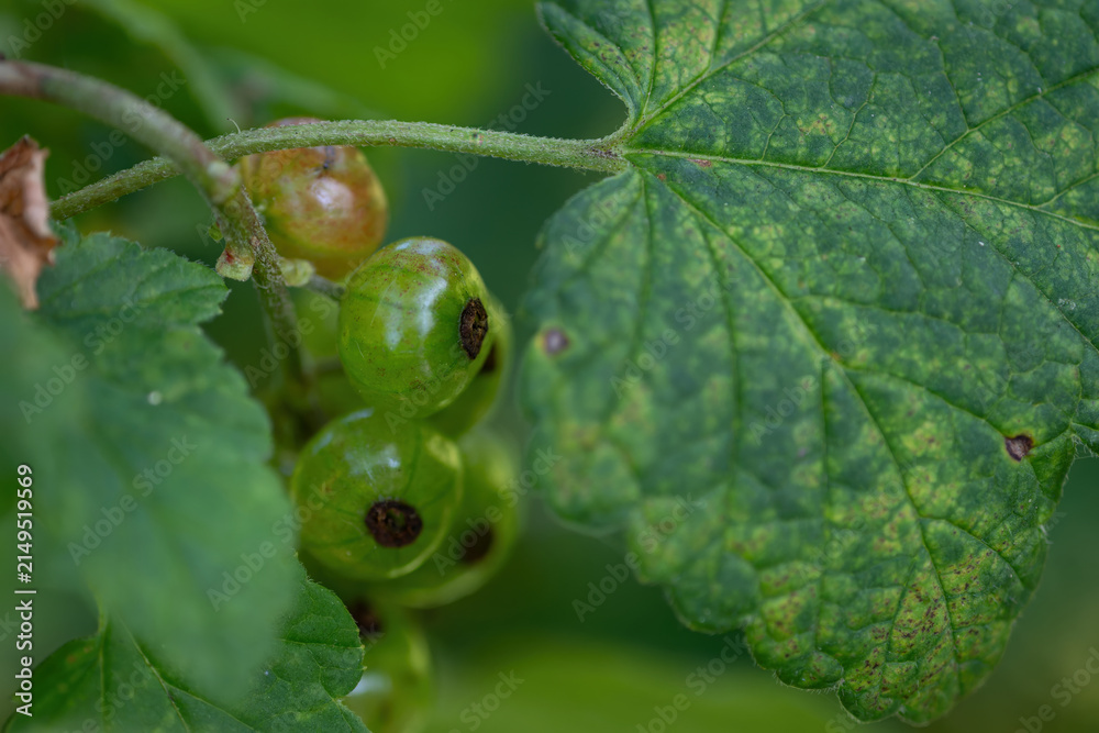 Fototapeta premium Macro close-up of a green currant berry and a leaf.