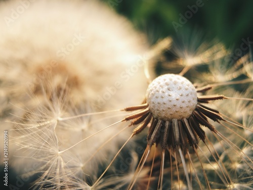 Konstfotografi Detailed macro of a dandelion receptacle and remaining seeds