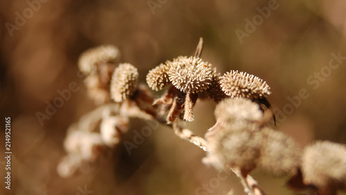 Foto Close-up of prickly dormant seed heads hanging on a twisted dry branch