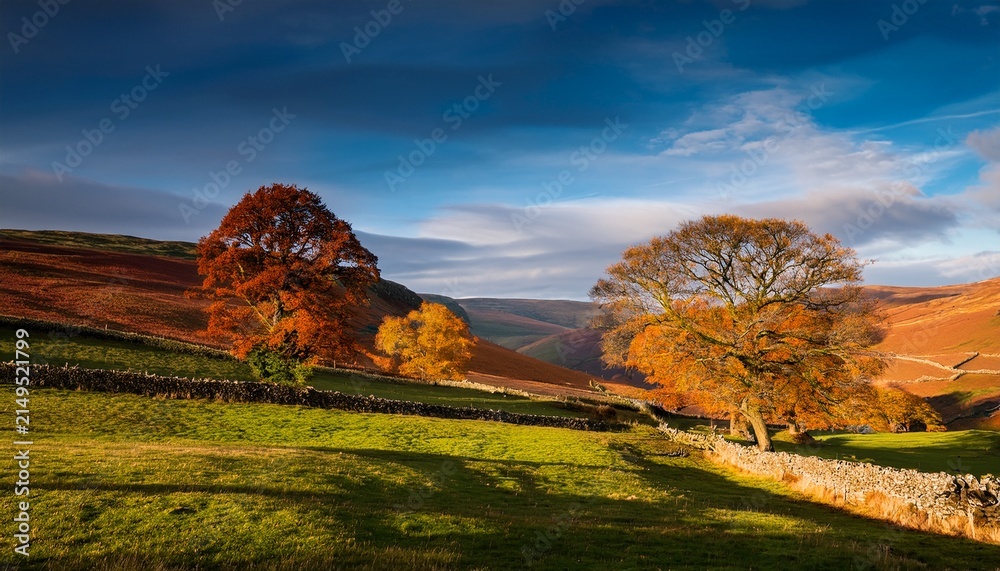 Fototapeta premium Landscape With Trees During Autumn In The Yorkshire Dales