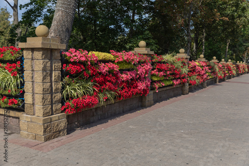 Long row of blooming petunias in raised planters decorating a city street. Beautiful urban landscaping with colorful flowers, ornamental garden design and pedestrian walkway.