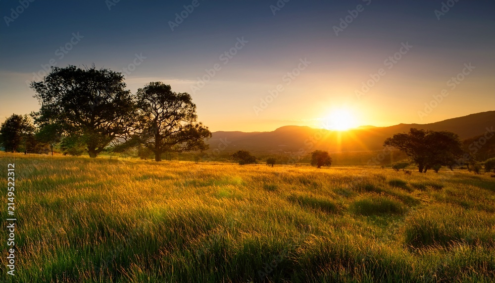Fototapeta premium Grassland And Trees In Sunset