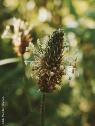 Quadro su tela Delicate white stamens radiate from a cone-shaped wildflower spike