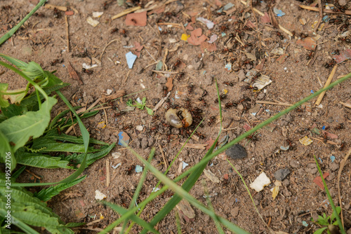 Bild auf Leinwand Close-up of ants feeding on a cockchafer (May beetle) grub on the ground