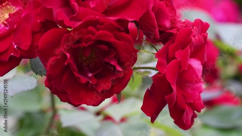 beautiful vibrant deep red roses blossoming at cloudy day in garden. macro background