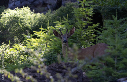Konstfotografi Mule deer looking at camera in Tuolumne Grove Yosemite National Park