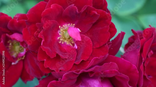 beautiful vibrant deep red roses blossoming at cloudy day in garden. macro background