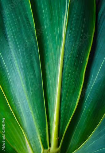Tropical green plant leaves...