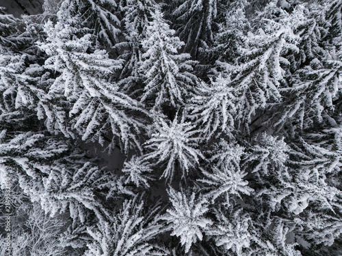 Aerial view of dense coniferous forest blanketed in fresh winter snow in the Weststeiermark region in Angenofen, Steiermark, Austria.