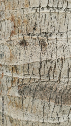 Macro close up focusing on the natural horizontal ridge patterns of a palm tree trunk ideal for tropical organic textures