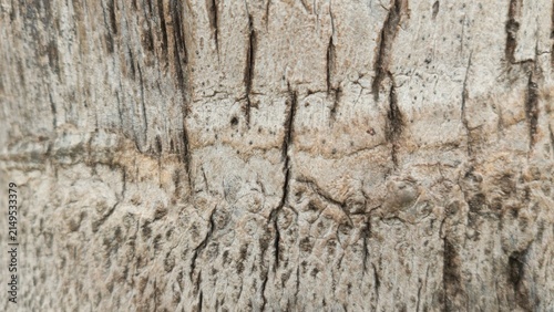 Extreme macro close up of horizontal organic ring textures and cracks on the surface of a mature palm tree trunk outdoors