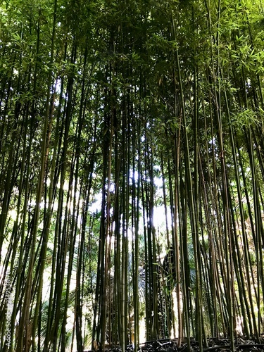 Konstfotografi Bosque denso de cañas de bambú verde con la luz del sol filtrándose entre las ho