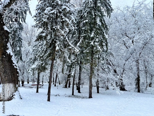 Foto Altos pinos y árboles cubiertos de densa nieve en un parque urbano durante un dí