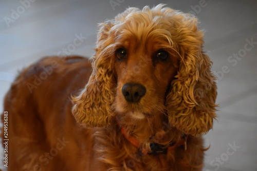 Photography portrait cocker spaniel couleur fauve