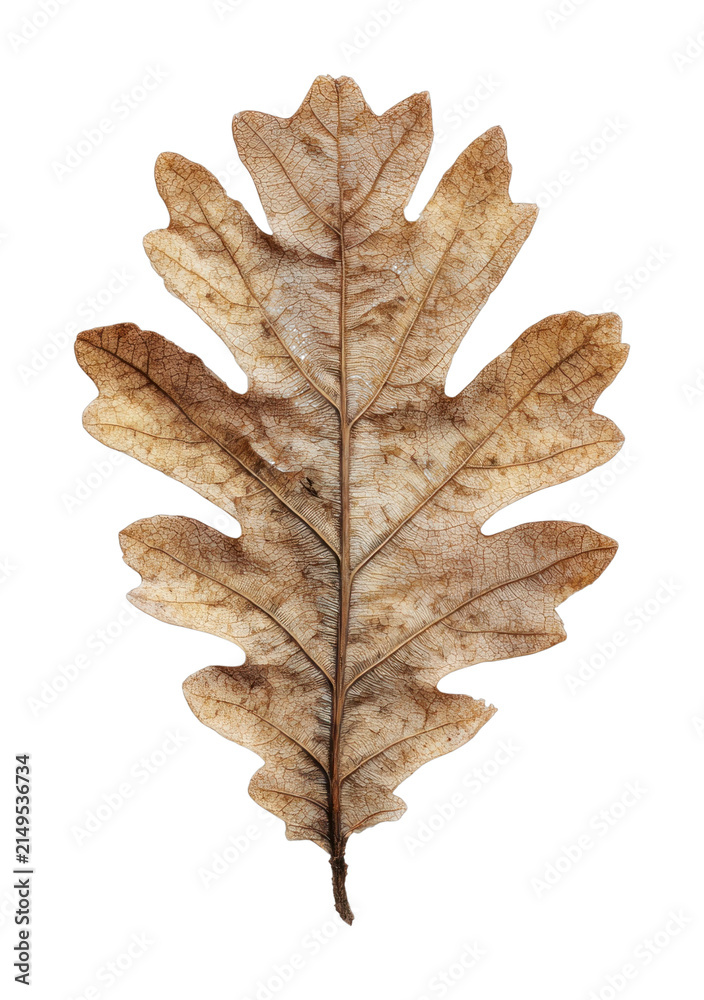 Fototapeta premium PNG Dried oak leaf isolated on transparent background with natural texture