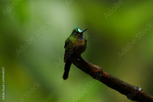 Fotografie Frontal view of a Violet-tailed sylph (Aglaiocercus coelestis coelestis) perched
