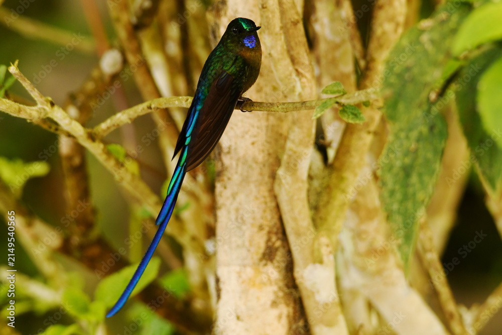 Fototapeta premium Violet-tailed sylph (Aglaiocercus coelestis coelestis) perched on a mossy branch in the Ecuadorian cloud forest near Santa Rosa, Mindo
