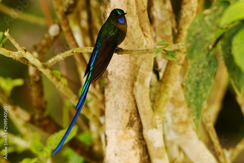 Obraz na plátně Violet-tailed sylph (Aglaiocercus coelestis coelestis) perched on a mossy branch