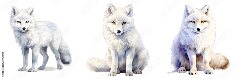 Naklejka premium Three arctic foxes with white fur and bushy tails pose against a black background