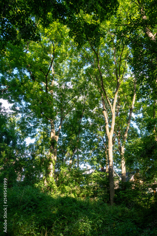 Fototapeta premium Sunlight floods into a dense forest in Glastonbury, Connecticut.
