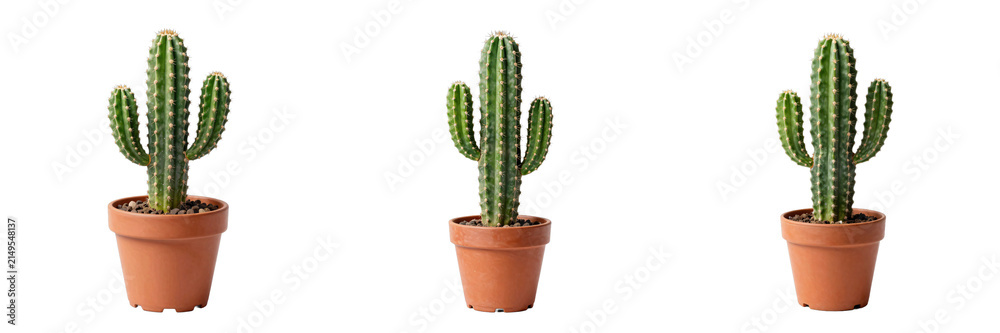 Fototapeta premium Three potted cacti in terracotta pots arranged in a row against black background